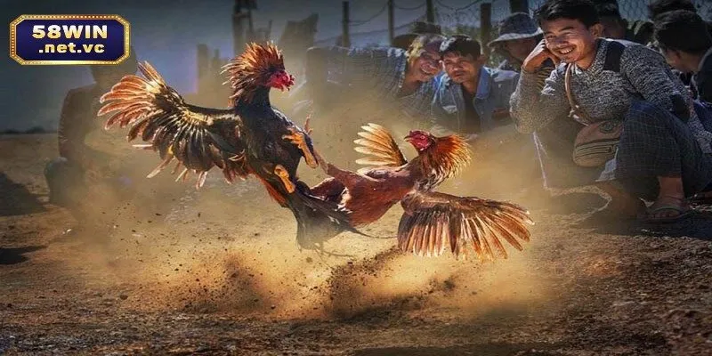 Tìm hiểu tổng quan về loại giải trí kịch tính đá gà cựa dao 58WIN