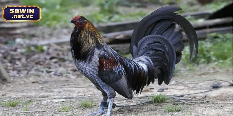 Gà mỹ thân hình cao lớn, khỏe mạnh, vóc dáng cân đối cùng cặp đùi săn chắc